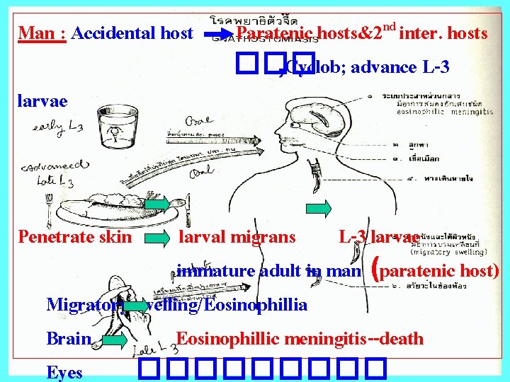 Man : Accidental host larvae Penetrate skin Paratenic hosts&2 nd inter. hosts ��� ,