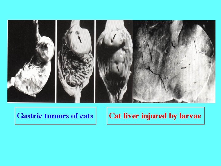 Gastric tumors of cats Cat liver injured by larvae 