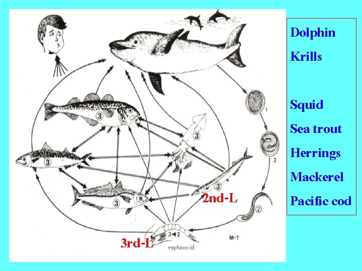 Dolphin Krills 2 nd-L 3 rd-L Squid Sea trout Herrings Mackerel Pacific cod 