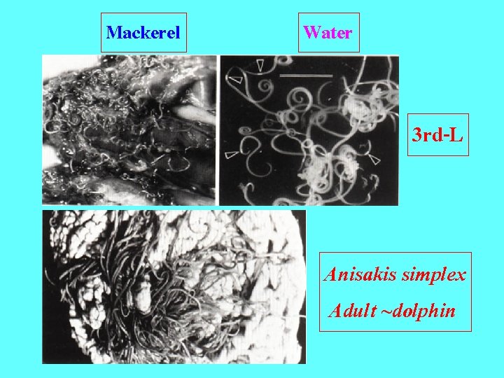 Mackerel Water 3 rd-L Anisakis simplex Adult ~dolphin 