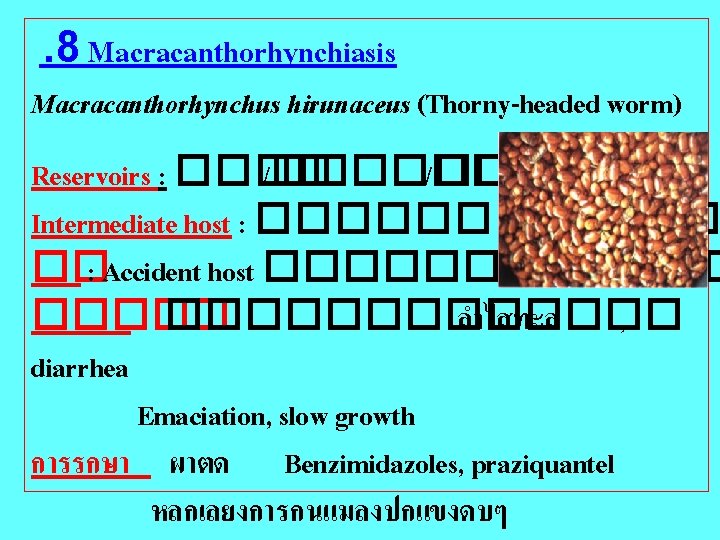 . 8 Macracanthorhynchiasis Macracanthorhynchus hirunaceus (Thorny-headed worm) Reservoirs : ���� /����� /��� Intermediate host
