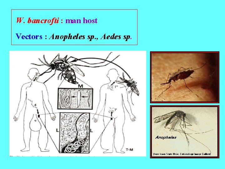 W. bancrofti : man host Vectors : Anopheles sp. , Aedes sp. . 
