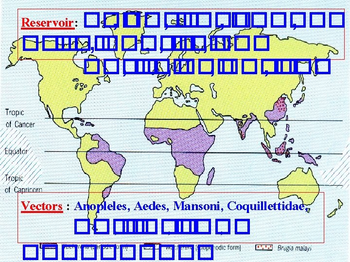 Reservoir: ��� , ���� , ��� , ���� , ��� Vectors : Anopleles, Aedes,