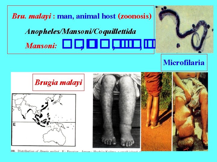 Bru. malayi : man, animal host (zoonosis) Anopheles/Mansoni/Coquillettida Mansoni: ��� , ����� Microfilaria Brugia