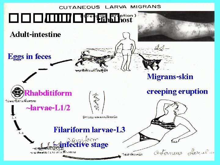 ����� /���� -final host Adult-intestine Eggs in feces Rhabditiform ~larvae-L 1/2 Filariform larvae-L 3