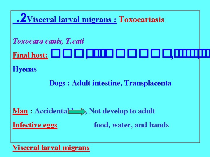 . 2 Visceral larval migrans : Toxocariasis Toxocara canis, T. cati Final host: �����