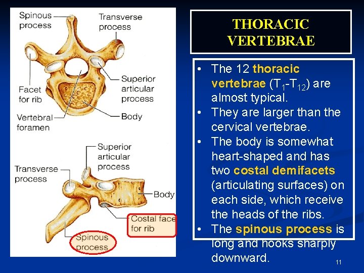 THORACIC VERTEBRAE • The 12 thoracic vertebrae (T 1 -T 12) are almost typical.
