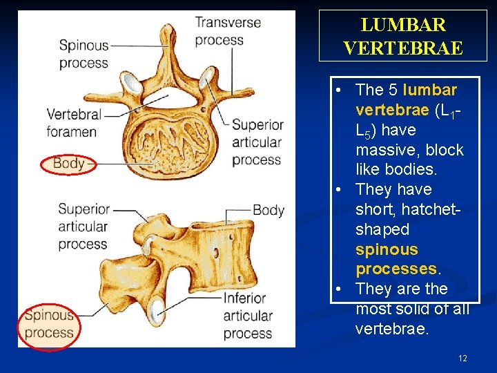 LUMBAR VERTEBRAE • The 5 lumbar vertebrae (L 1 L 5) have massive, block