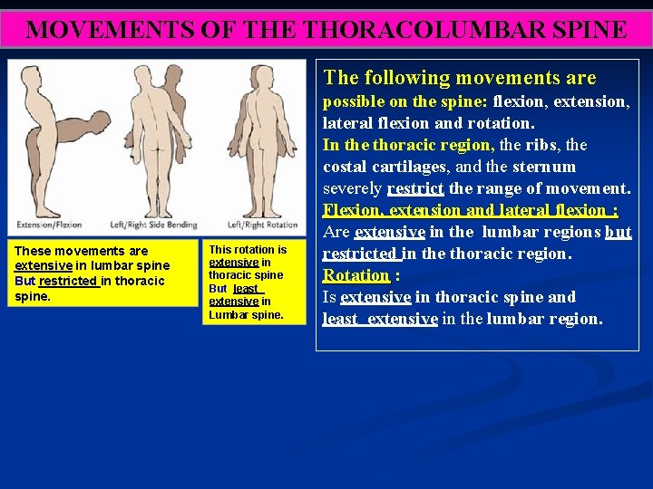 MOVEMENTS OF THE THORACOLUMBAR SPINE The following movements are These movements are extensive in