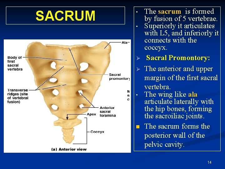 SACRUM • • Ø Ø • n The sacrum is formed by fusion of