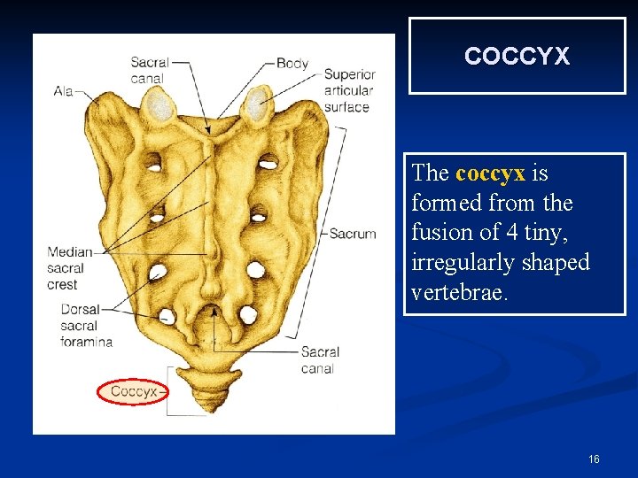 COCCYX The coccyx is formed from the fusion of 4 tiny, irregularly shaped vertebrae.