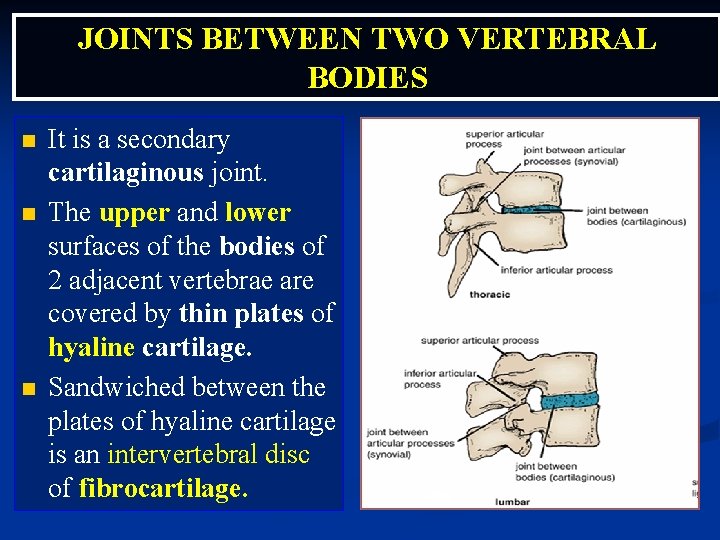 JOINTS BETWEEN TWO VERTEBRAL BODIES n n n It is a secondary cartilaginous joint.