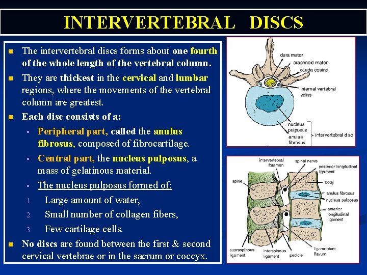 INTERVERTEBRAL DISCS n n The intervertebral discs forms about one fourth of the whole