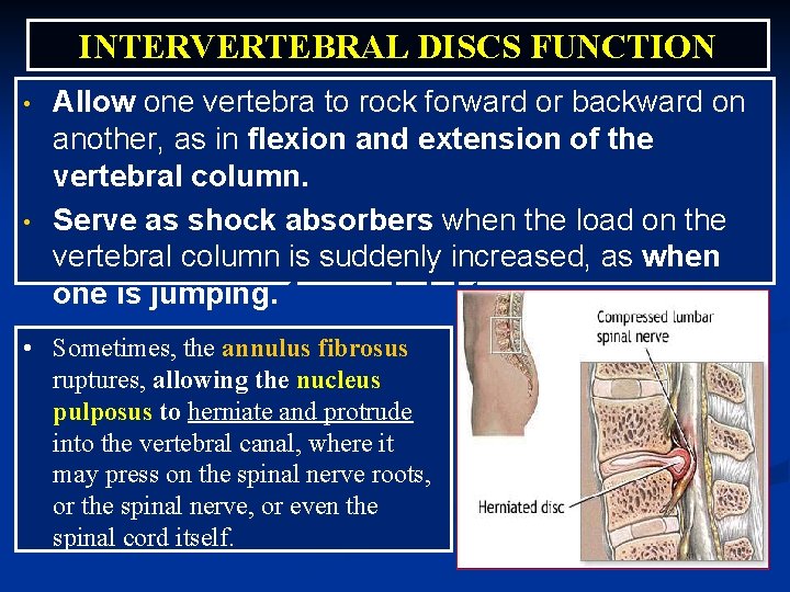 INTERVERTEBRAL DISCS FUNCTION • • Allow one vertebra to rock forward or backward on