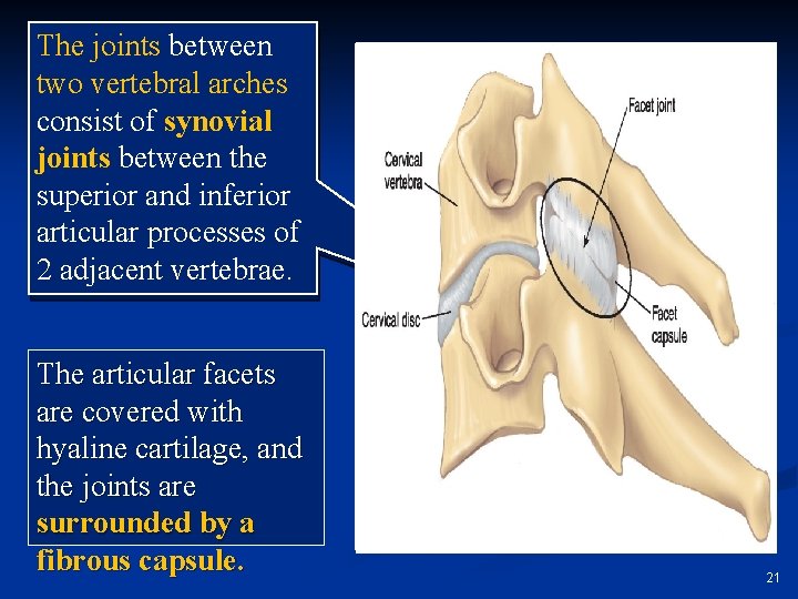The joints between two vertebral arches consist of synovial joints between the superior and
