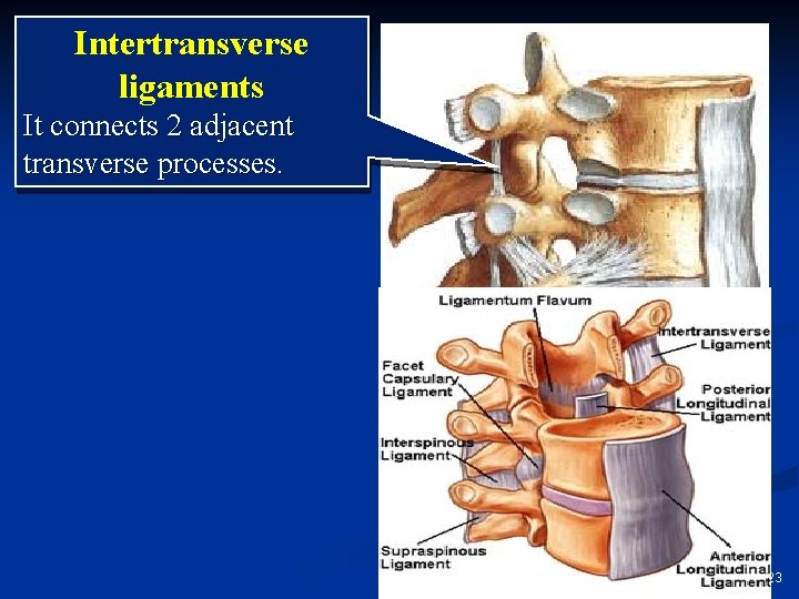 Intertransverse ligaments It connects 2 adjacent transverse processes. Prof. Saeed Abuel Makarem 23 