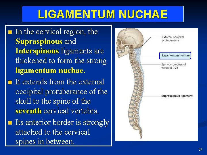 LIGAMENTUM NUCHAE n n n In the cervical region, the Supraspinous and Interspinous ligaments