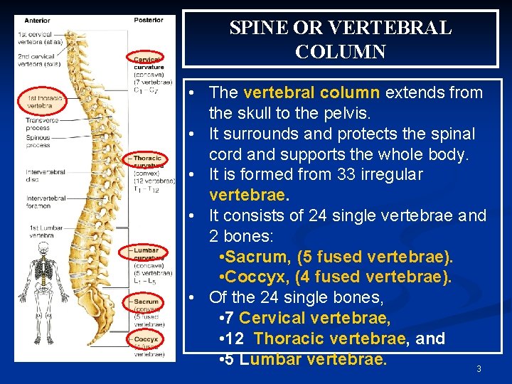 SPINE OR VERTEBRAL COLUMN • The vertebral column extends from the skull to the