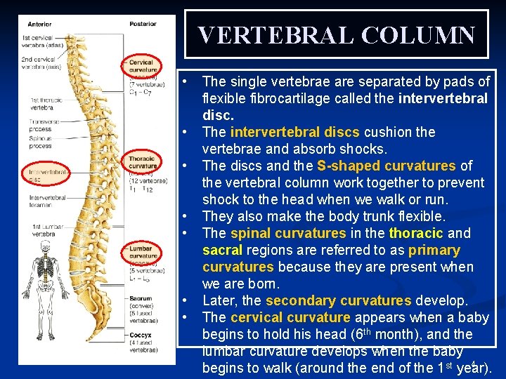 VERTEBRAL COLUMN • • The single vertebrae are separated by pads of flexible fibrocartilage