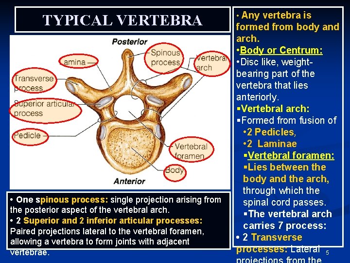 TYPICAL VERTEBRA • One spinous process: single projection arising from the posterior aspect of