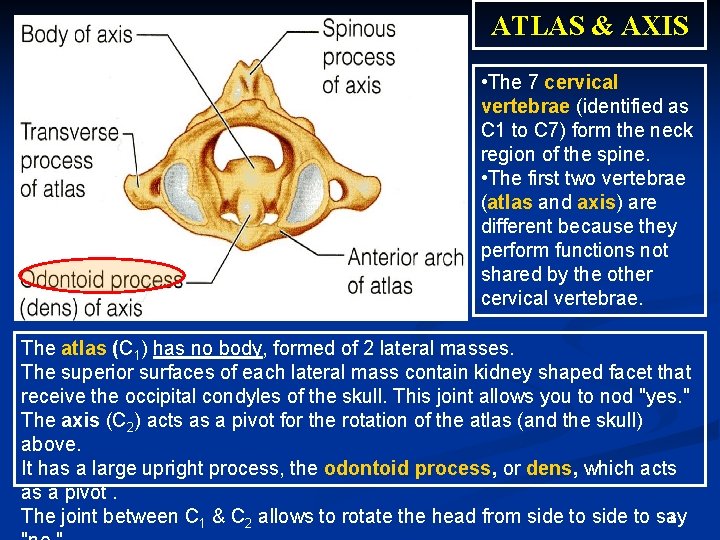 ATLAS & AXIS • The 7 cervical vertebrae (identified as C 1 to C