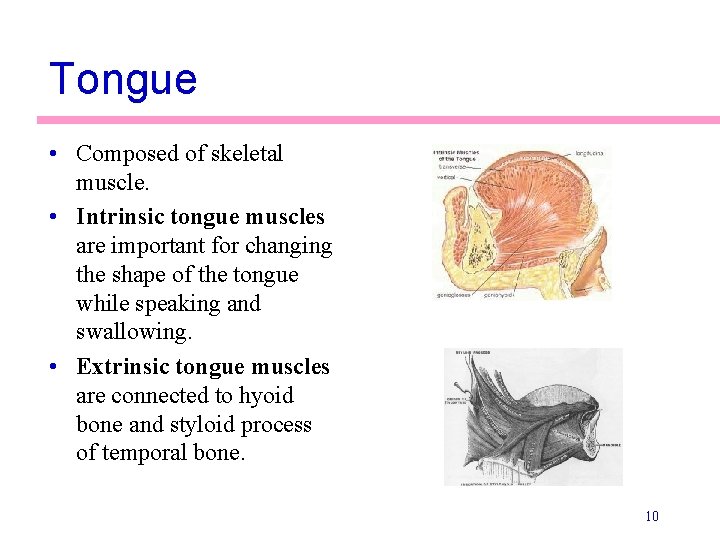 Tongue • Composed of skeletal muscle. • Intrinsic tongue muscles are important for changing