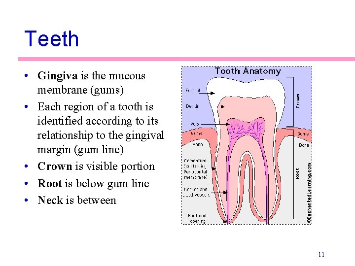 Teeth • Gingiva is the mucous membrane (gums) • Each region of a tooth
