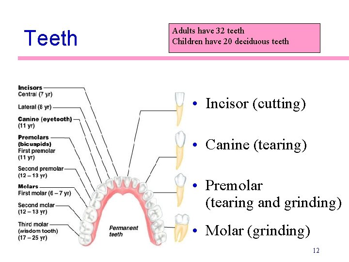 Teeth Adults have 32 teeth Children have 20 deciduous teeth • Incisor (cutting) •