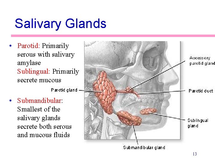 Salivary Glands • Parotid: Primarily serous with salivary amylase Sublingual: Primarily secrete mucous •