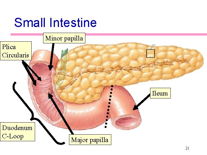 Small Intestine Minor papilla Plica Circularis Ileum Duodenum C-Loop Major papilla 21 