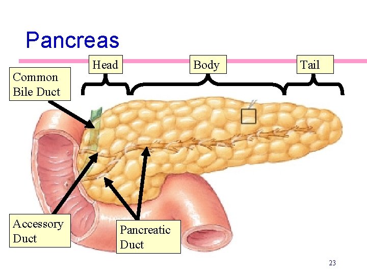 Pancreas Common Bile Duct Accessory Duct Head Body Tail Pancreatic Duct 23 