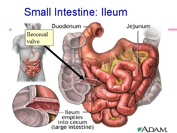 Small Intestine: Ileum Ileocecal valve 24 