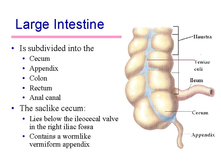 Large Intestine • Is subdivided into the • • • Cecum Appendix Colon Rectum