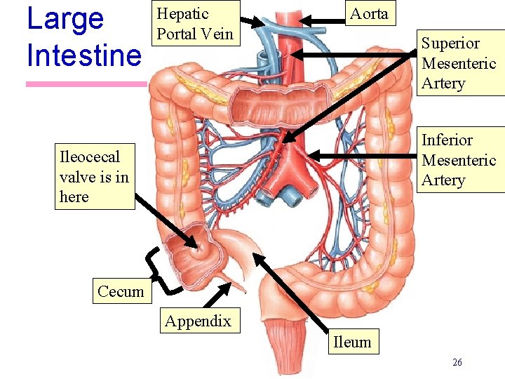 Large Intestine Hepatic Portal Vein Aorta Superior Mesenteric Artery Inferior Mesenteric Artery Ileocecal valve Large Intestine Hepatic Portal Vein Aorta Superior Mesenteric Artery Inferior Mesenteric Artery Ileocecal valve
