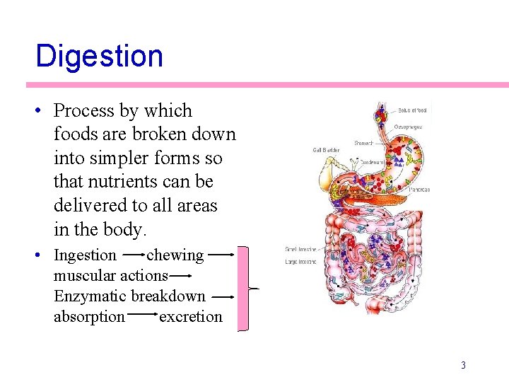 Digestion • Process by which foods are broken down into simpler forms so that