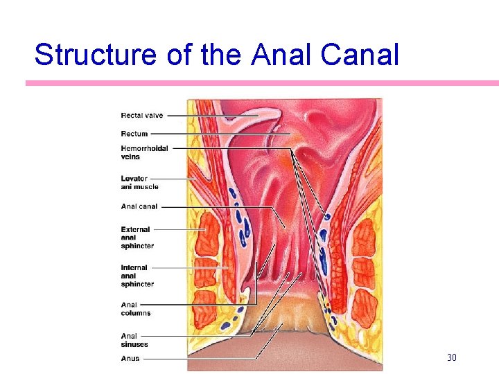 Structure of the Anal Canal 30 