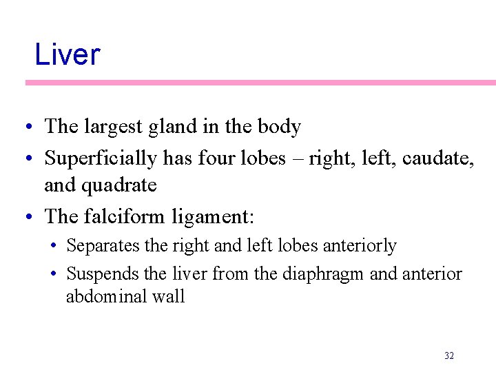 Liver • The largest gland in the body • Superficially has four lobes –