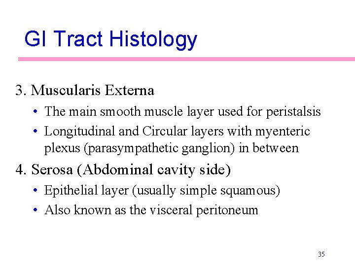 GI Tract Histology 3. Muscularis Externa • The main smooth muscle layer used for