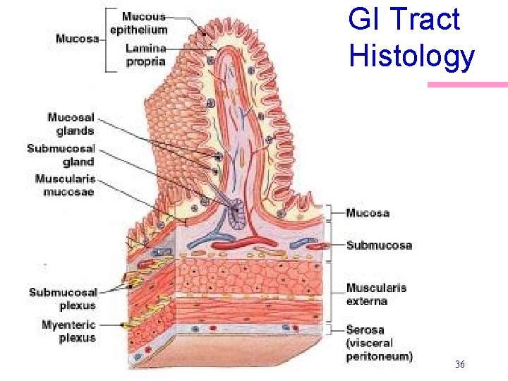GI Tract Histology 36 GI Tract Histology 36