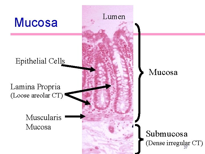 Mucosa Lumen Epithelial Cells Mucosa Lamina Propria (Loose areolar CT) Muscularis Mucosa Submucosa (Dense
