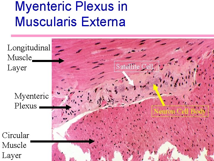 Myenteric Plexus in Muscularis Externa Longitudinal Muscle Layer Myenteric Plexus Circular Muscle Layer Satellite