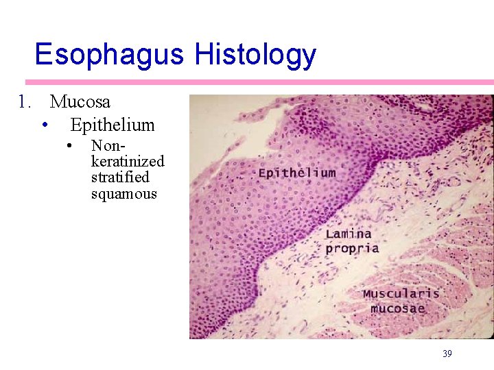 Esophagus Histology 1. Mucosa • Epithelium • Nonkeratinized stratified squamous 39 