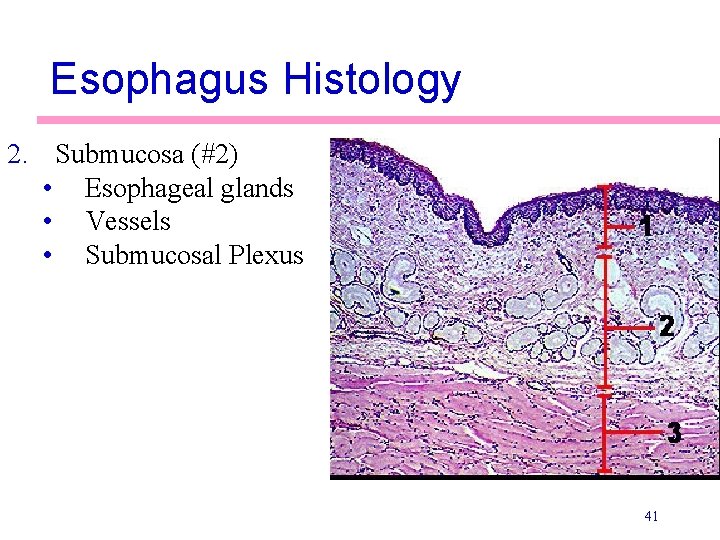 Esophagus Histology 2. Submucosa (#2) • Esophageal glands • Vessels • Submucosal Plexus 41