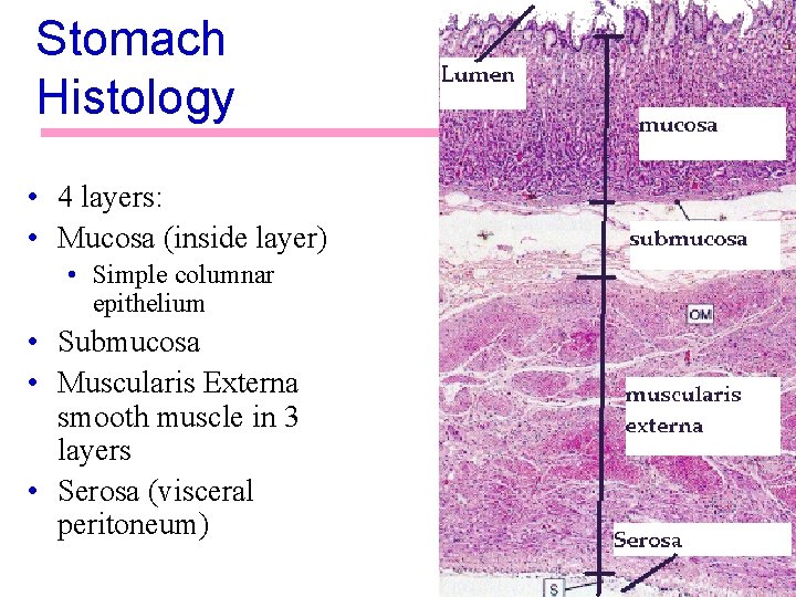 Stomach Histology • 4 layers: • Mucosa (inside layer) • Simple columnar epithelium •