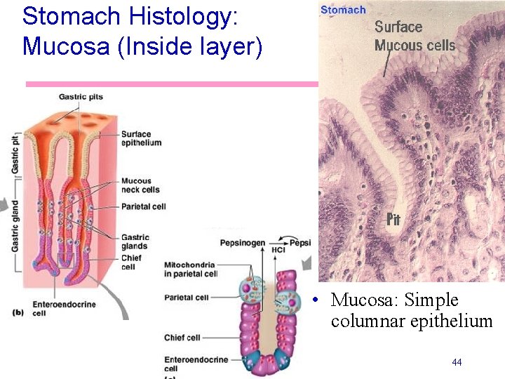 Stomach Histology: Mucosa (Inside layer) • Mucosa: Simple columnar epithelium 44 