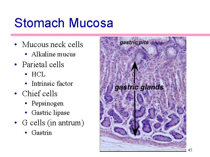 Stomach Mucosa • Mucous neck cells • Alkaline mucus • Parietal cells • HCL
