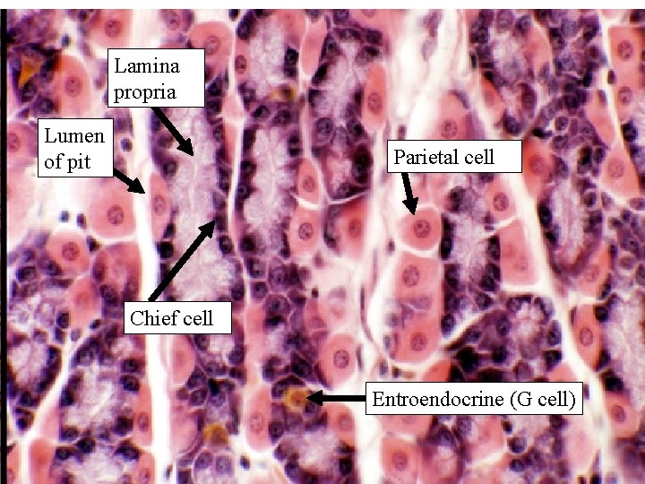 Lamina propria Lumen of pit Parietal cell Chief cell Entroendocrine (G cell) 47 Lamina propria Lumen of pit Parietal cell Chief cell Entroendocrine (G cell) 47