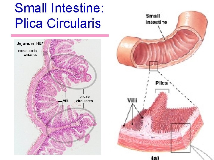 Small Intestine: Plica Circularis 49 