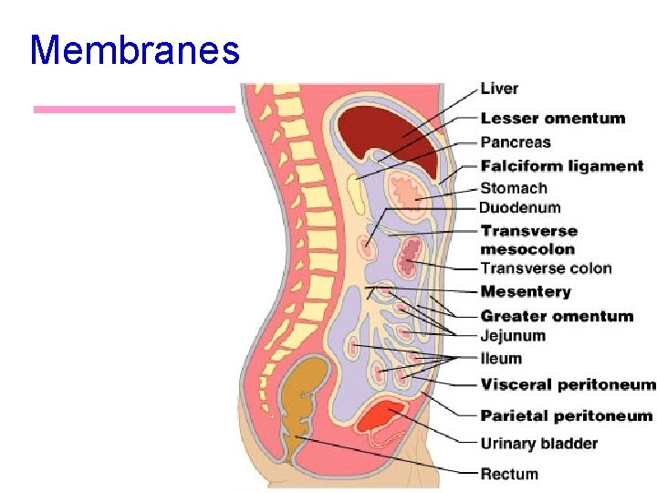 Membranes 5 Membranes 5