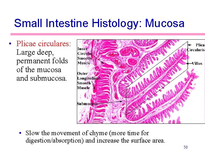 Small Intestine Histology: Mucosa • Plicae circulares: Large deep, permanent folds of the mucosa